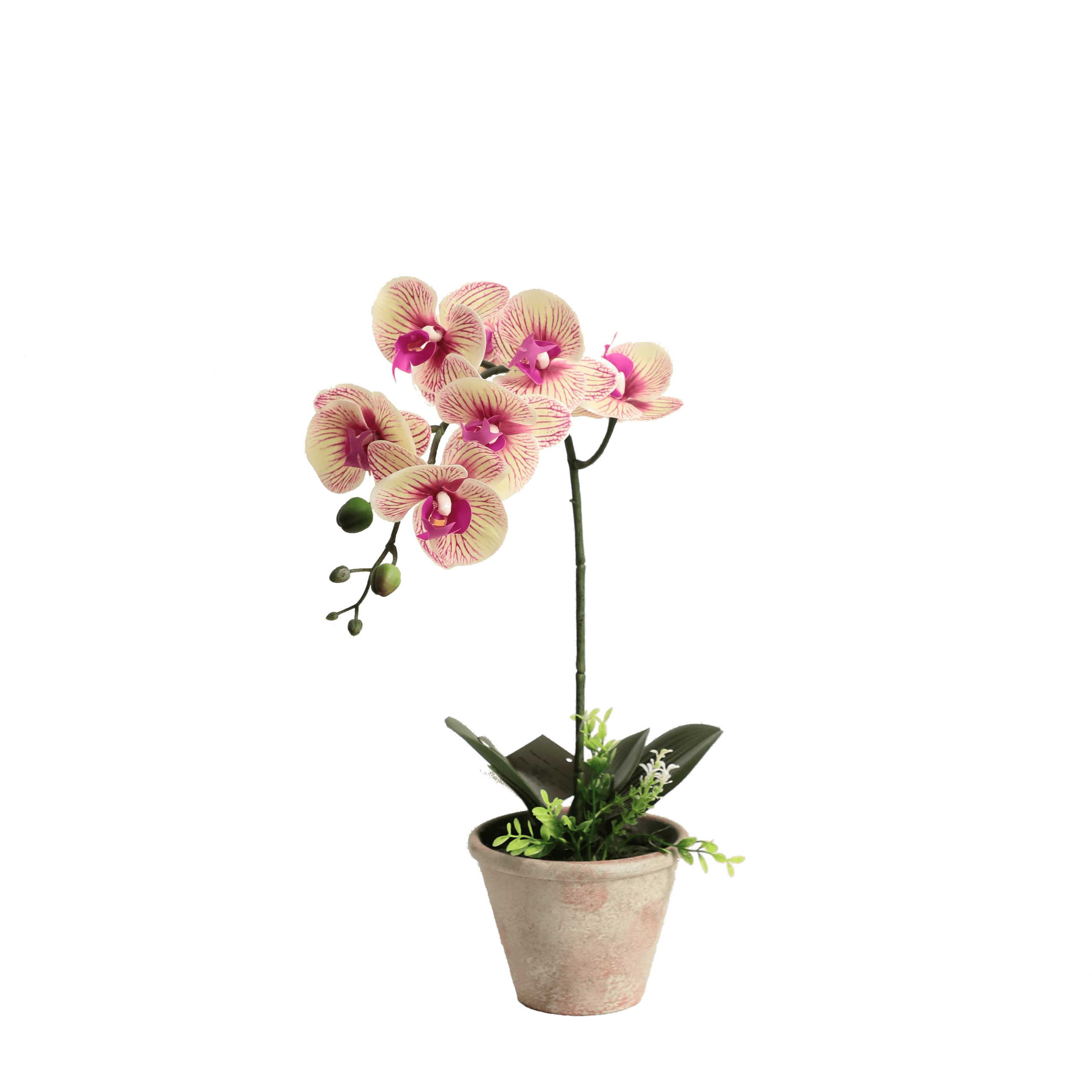 AA12049-Orchid-H49cm-1 Umjetno cvijeće ORHIDEJA 49 cm - slika 1